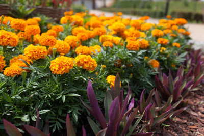 Abamec marigold/gende ka phool flower seeds Seed(50 per packet)