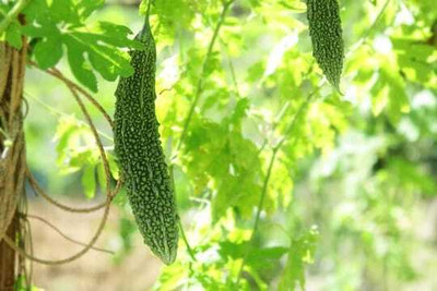 Paudhaa F1 BEST QUALITY BITTER GOURD SEEDS Seed(15 per packet)