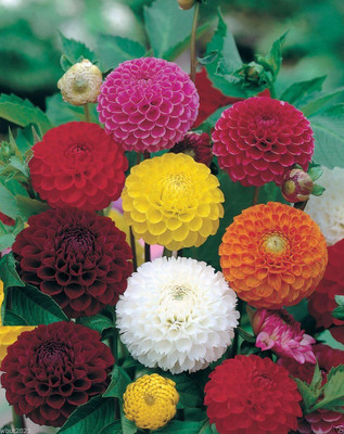 LPR DAHLIA Seed(100 per packet)