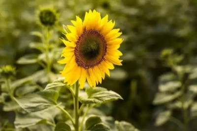 MAA Sunflower Seed(75 per packet)
