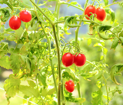 Jui tomato Seed(150 per packet)