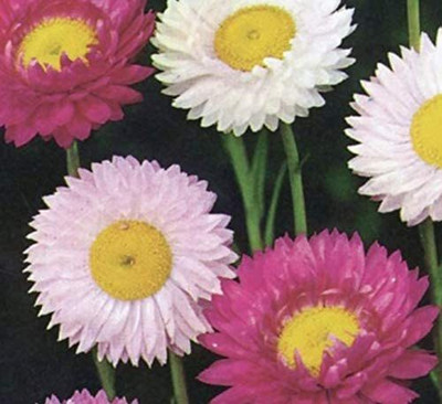 CYBEXIS Straw Flower Acroclinium Grandiflorum Mixed Seed(50 per packet)