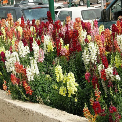 ROWTH Mix Dwarf Snapdragon (Antirrhinum) Seed(150 per packet)