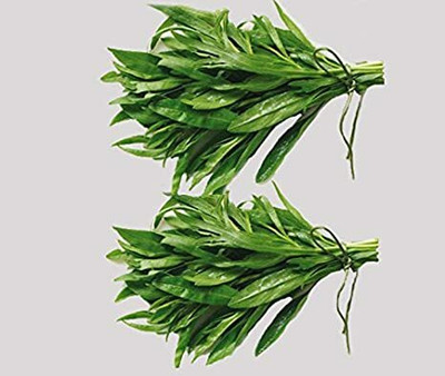 Paudha Terragon Seed(50 per packet)