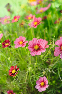ZIXA Cosmos bipinnatus Antiquity Seed(40 per packet)