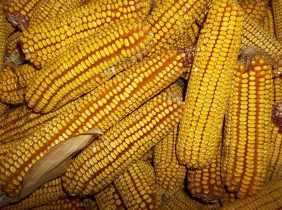 Qualtivate ICRA-5A Yellow Dent Corn Kernels Grain Seed(400 per packet)