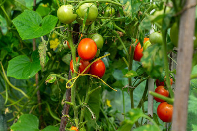 GREENELAND tomato Seed(70 per packet)