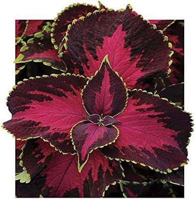 CYBEXIS Chocolate Covered Cherry Coleus Seeds Seed(100 per packet)