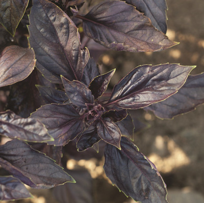 VibeX PUAS-60 - Herb Basil Red Rubin - (4500 Seeds) Seed(4500 per packet)