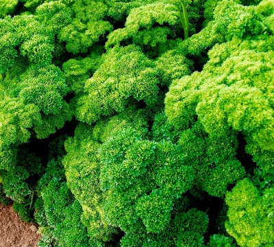 SOWCAN Parsley - curly, intense green Seed(100 per packet)
