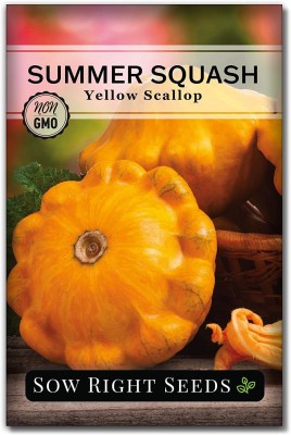 VibeX XLR-23 - Yellow Scallop Zucchini Squash - (75 Seeds) Seed(75 per packet)