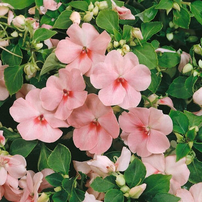 Lorvox Balsam Tom Samb from Russia Seed(35 per packet)