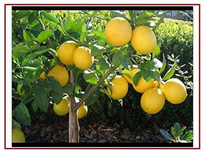 KNESSiN Plant Nimbu Lemon Fruit [50 Seeds] Seed(50 per packet)