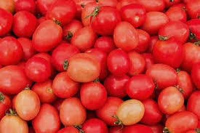 XOLDAA hybrid f1 quality tomato seeds Seed(20 per packet)