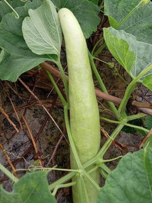 Seedsqlty Bottle gourd seeds hybrid Seed(13 per packet)