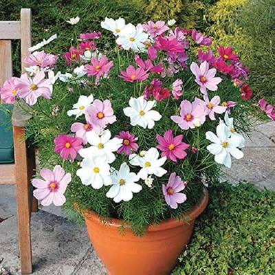 Greenfall Mixed Colour Cosmos Flower Seeds - Pack of 35 Premium Seeds Seed(35 per packet)