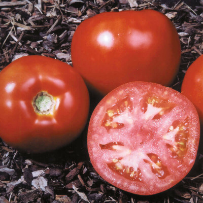 VRAKSHA Tomato Amelia Seed(2000 per packet)