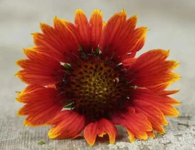WATIKA INDIAN BLANKET GAILLARDIA Seed(10 per packet)