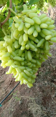 Decon Grapes Seed(25 per packet)