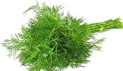 Aywal Soya Saag Dill Culinary Herb Organic Green Dill/Soya Herb Plant Seed(50 per packet)