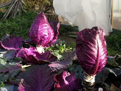 WILLVINE PUAS -II Red Cabbage Kalibos Vegetable [10g] Seed(3000 per packet)