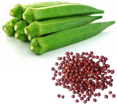 CYBEXIS GUA-15 - Okra/lady Finger F1 Hybrid - (1350 Seeds) Seed(1350 per packet)