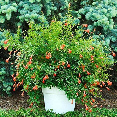 Qualtivate HUA-7A Pomegranate Anar Red Bhagwa Seeds Seed(50 per packet)