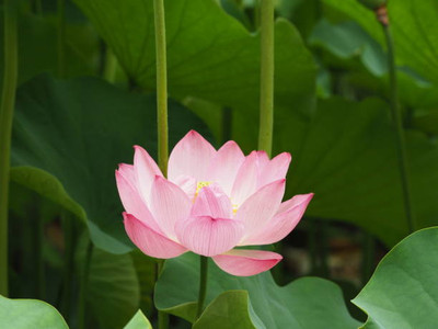 Klone lotus,kamal seeds Seed(11 per packet)