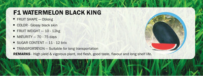 CYBEXIS F1 WATERMELON BLACK KING(2500 Seeds) Seed(2500 per packet)