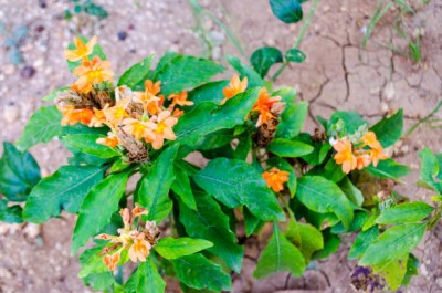 Desi Arahar kanakambaram-firecracker-crossandra Seed(39 per packet)