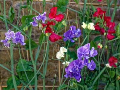 Lorvox Flower Seeds - Sweet Pea (Giant Wave Mixed) Seed(90 per packet)