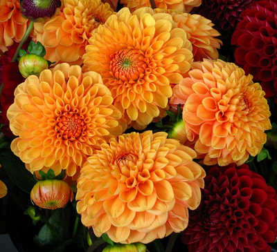 Aywal Dahlia Bonsai Flowers Seeds Multicolour Mixed Seed(20 per packet)