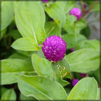 Aywal Gomphrena Choice Mix Seed(70 per packet)