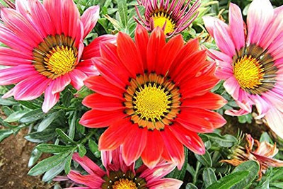 Aywal Gazania Trailing Green Leaf Purple Seed(30 per packet)