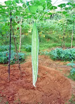 wequality Indian Snake gourd/chichinda vegetable seeds for home plant Seed(15 per packet)