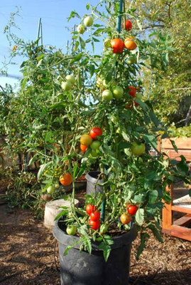 KNESSiN High Yield Pusa Ruby Hybrid Tomato-{800 Seeds} Seed(800 per packet)