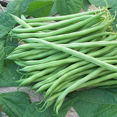 wequality f1 beans seeds/beans seeds 39 Seed(39 per packet)