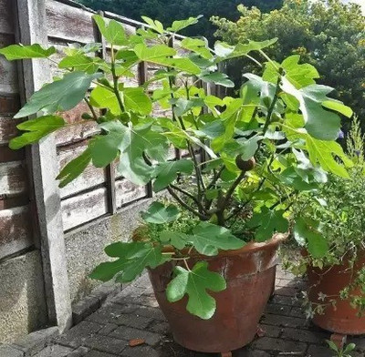 Chalisa Fig, Anjeer Seed(70 per packet)