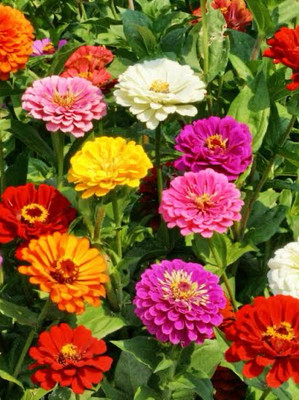 JINIA zinia flower seed hybrid multiple colour Seed(45 per packet)