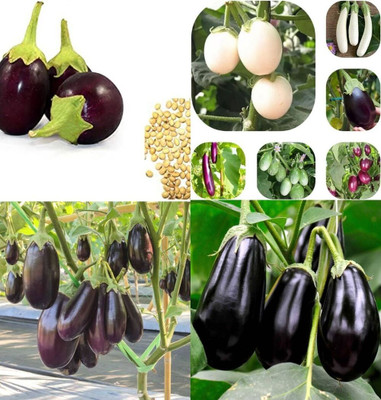 ibains White brinjal seeds bij 63 Seed(63 per packet)