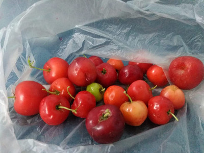 Aywal Attractive Cherry Fruit Seed(4 per packet)