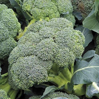 CYBEXIS TLX-75 - Sunrise F1 Green Broccoli - (150 Seeds) Seed(150 per packet)