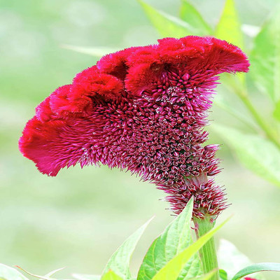 Lorvox HYBRID SEEDS COCKSCOMB Seed(38 per packet)
