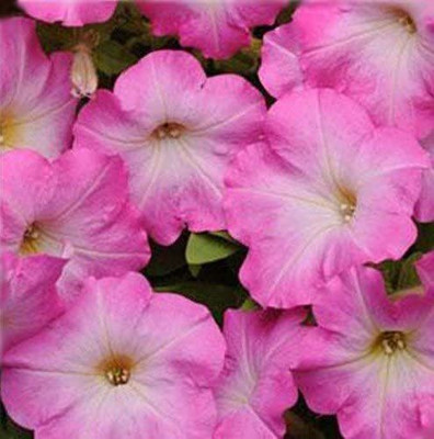 CYBEXIS Easy Wave Pink Dawn Trailing Petunia Seeds Seed(50 per packet)