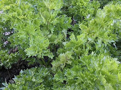 CYBEXIS HUA-14 - Cutting Red Celery - (750 Seeds) Seed(750 per packet)