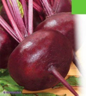 Quentova Red Beet Organic-ROC Seed(250 per packet)
