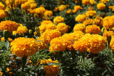 Mahyco marigold/gende ka phool flower seeds Seed(50 per packet)