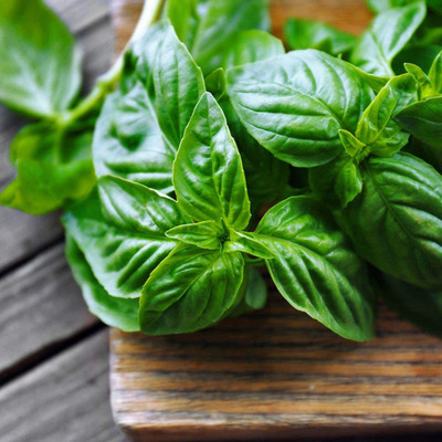 WILLVINE HUA-1 Thai Basil Seeds Seed(2000 per packet)