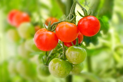 SIDDHI VINAYAK GALLERY tomato Seed(145 per packet)