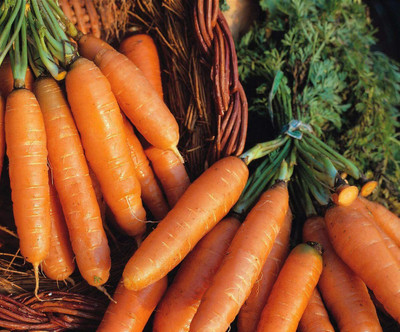 CYBEXIS Seeds of Vegetable Carrot Amsterdam Forcing2000 Seeds Seed(2000 per packet)